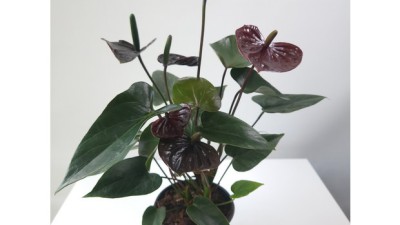 득템 찬스! 안스리움 킹오스 솔직 후기🌱
